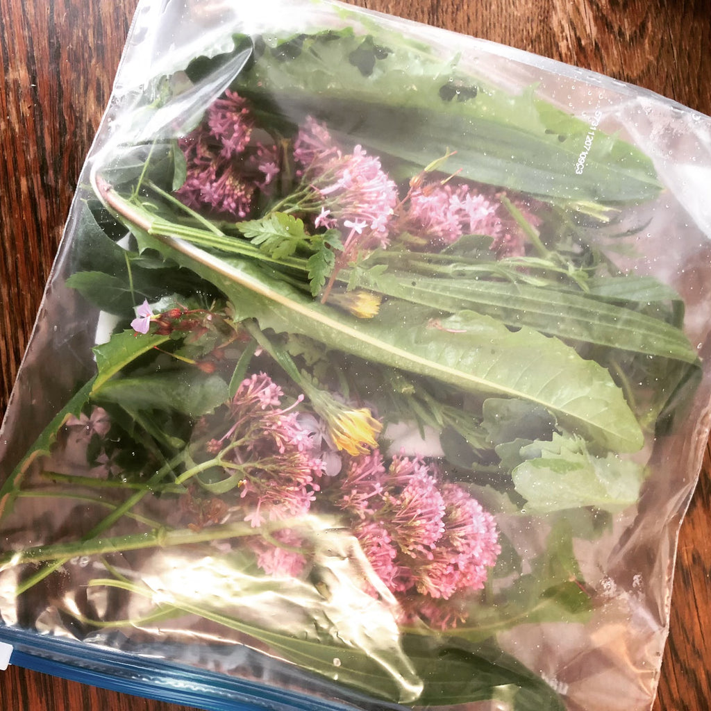 200g Tortoise Food - Handpicked Forage