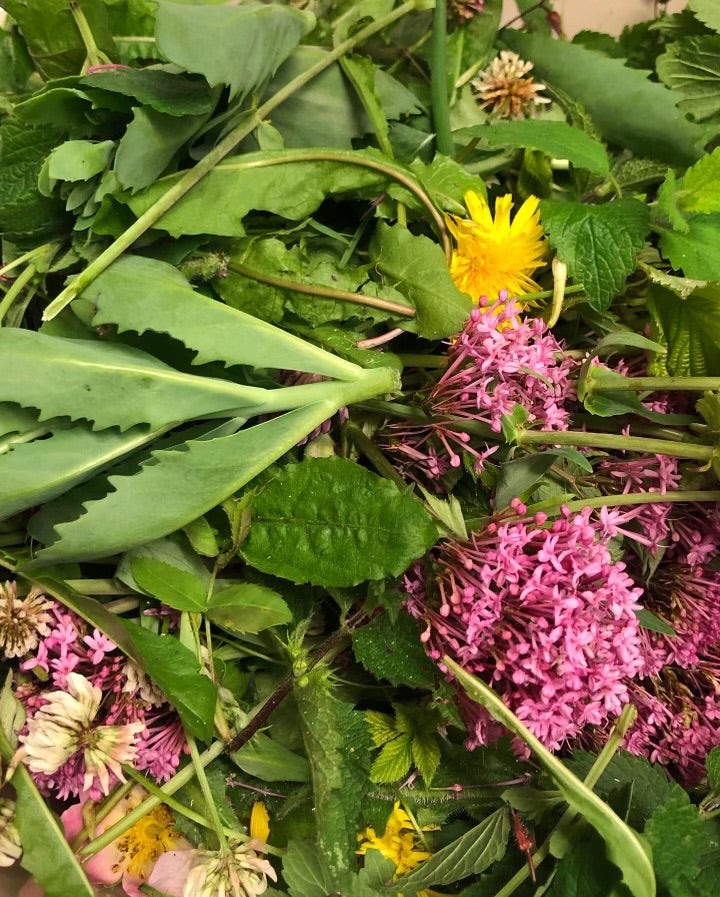 200g Tortoise Food - Handpicked Forage