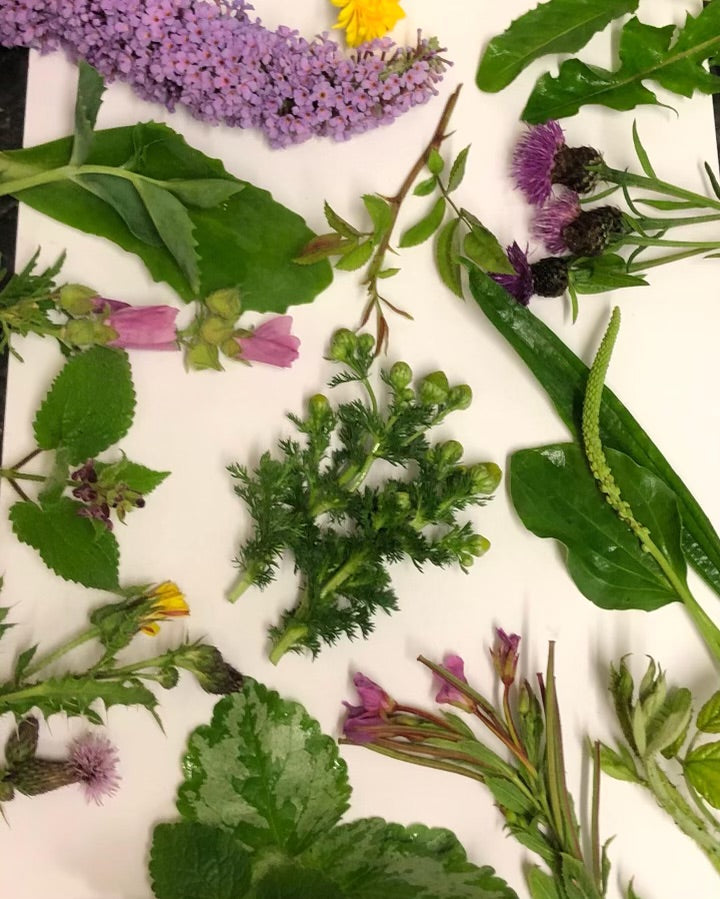 200g Tortoise Food - Handpicked Forage
