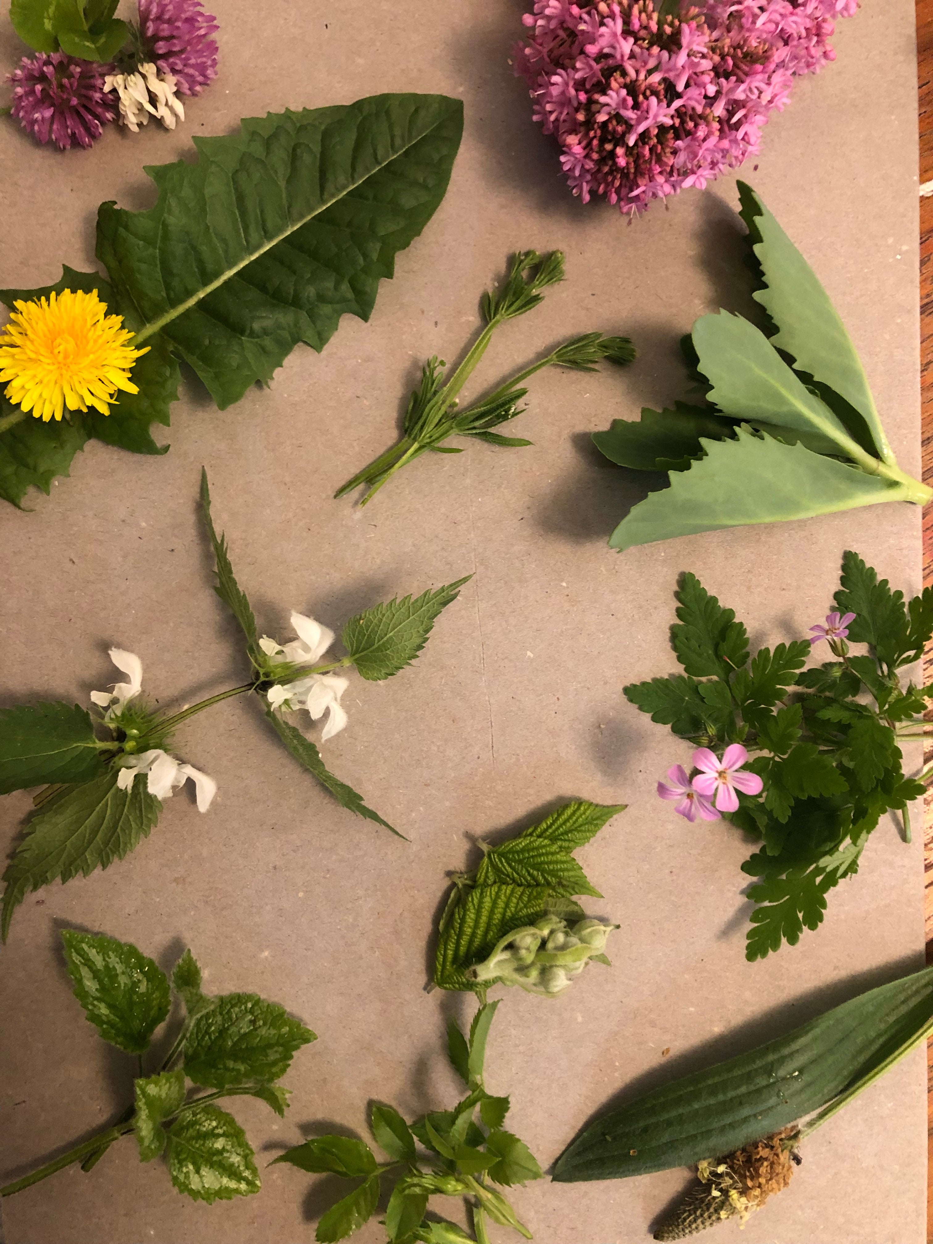 200g Tortoise Food - Handpicked Forage