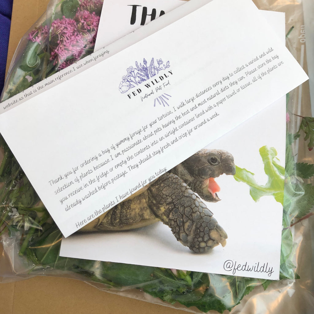 400g Tortoise Food - Handpicked Forage