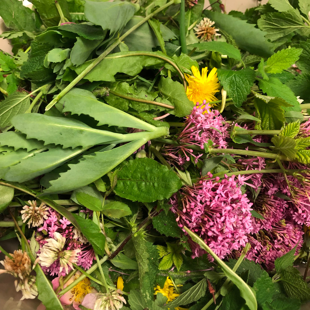 200g Tortoise Food - Handpicked Forage