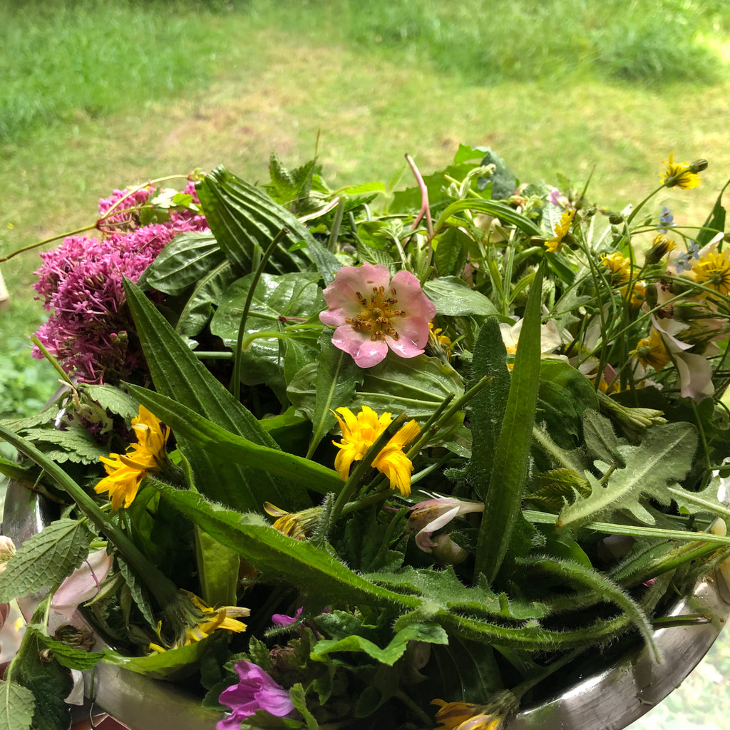 400g Tortoise Food - Handpicked Forage