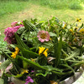 400g Tortoise Food - Handpicked Forage