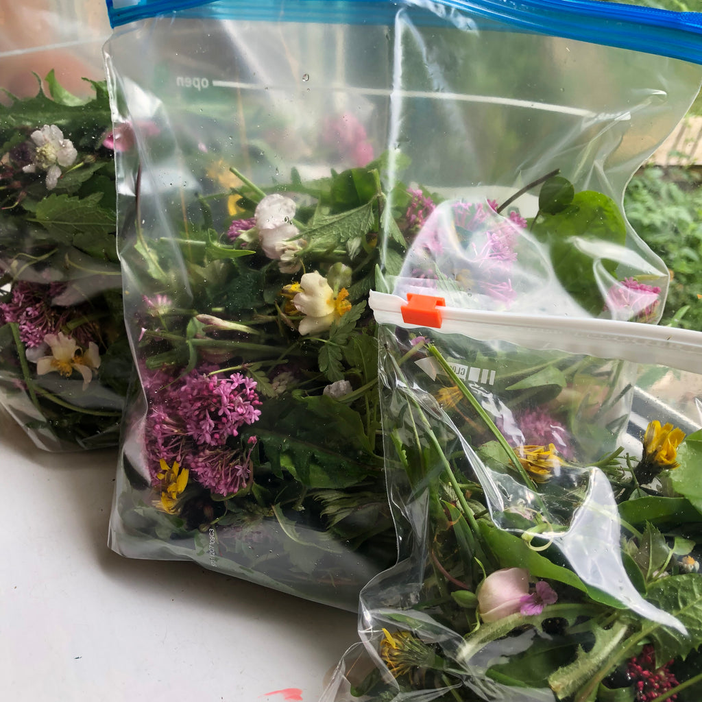 100g Tortoise Food - Handpicked Forage