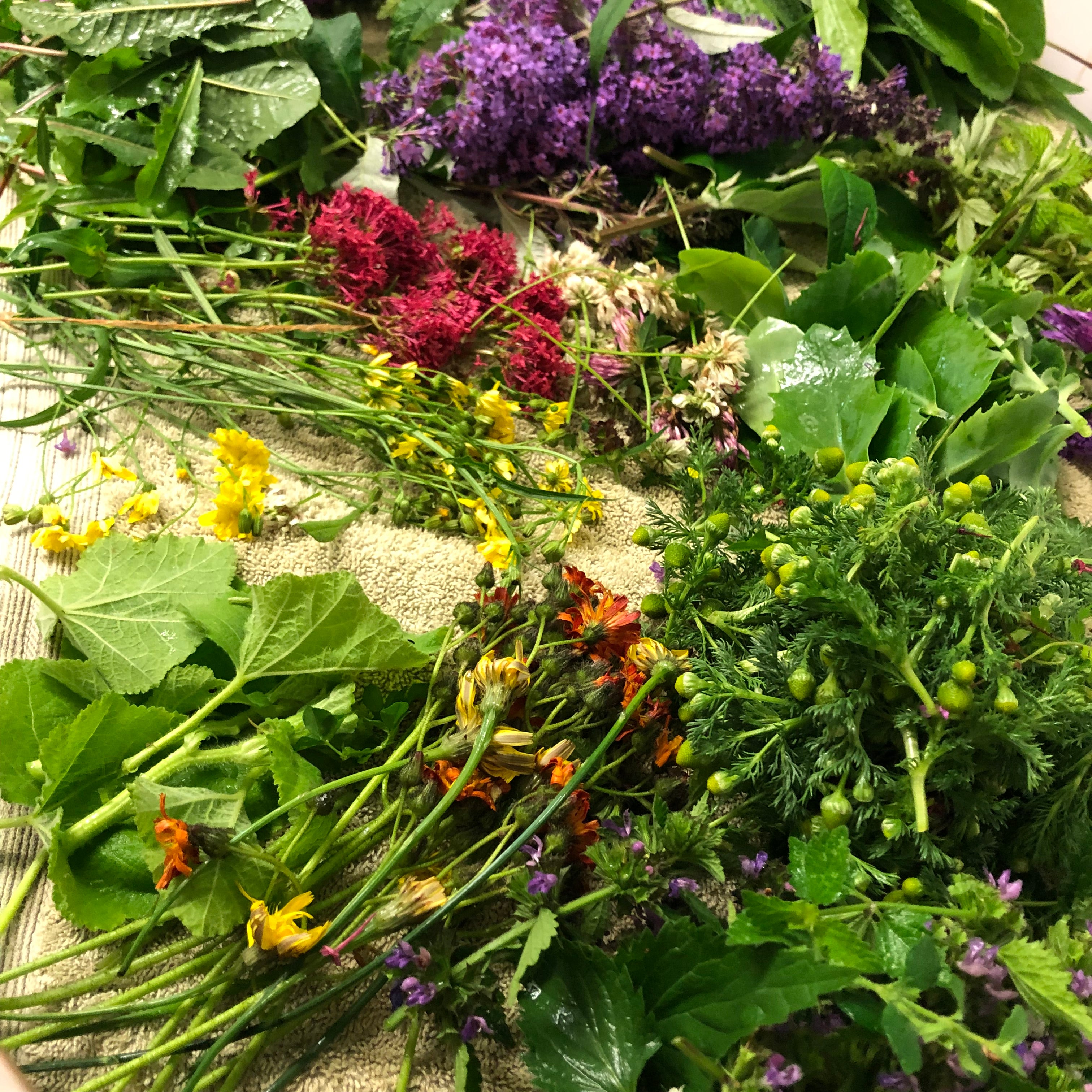 200g Tortoise Food - Handpicked Forage