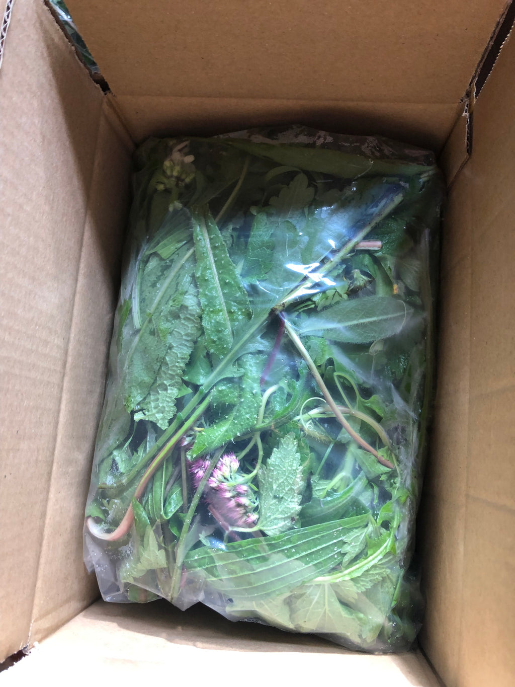 400g Tortoise Food - Handpicked Forage