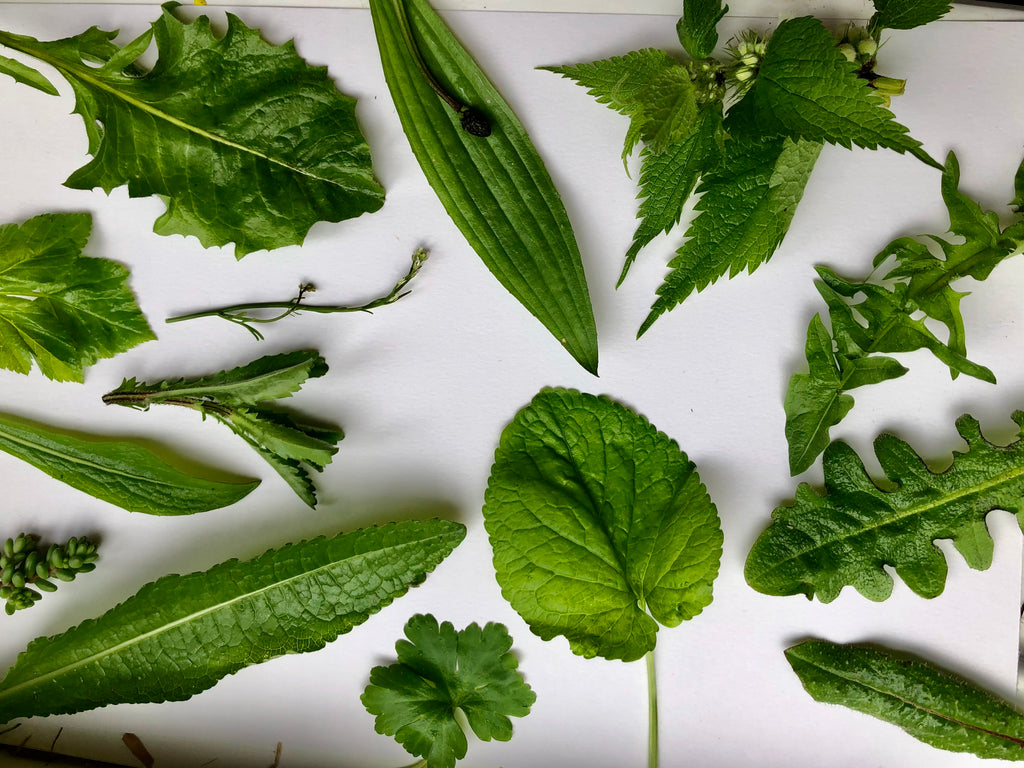 400g Tortoise Food - Handpicked Forage